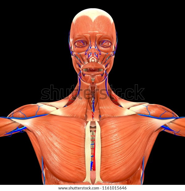 Muscle Anatomy Arteries Veins Anterior View Stock Illustration ...