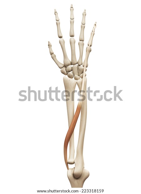 Muscle Anatomy Extensor Digiti Minimi Stock Illustration