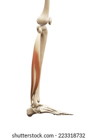 Muscle Anatomy Fibularis Longus Stock Illustration 223318732 | Shutterstock