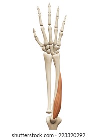 Muscle Anatomy Flexor Digitorum Profundus Stock Illustration 223320292 ...