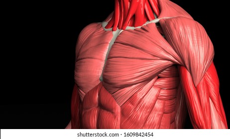 Muscle anatomy of male close up shot of upper front body 3d render