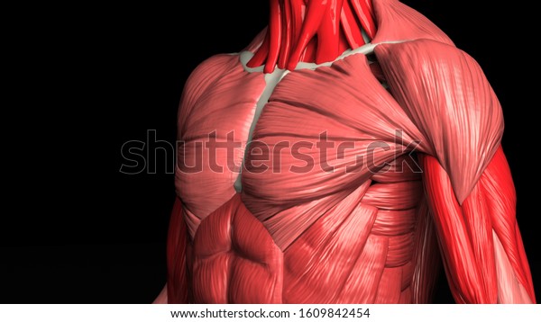 Muscle anatomy of male close up shot of upper\
front body 3d\
render