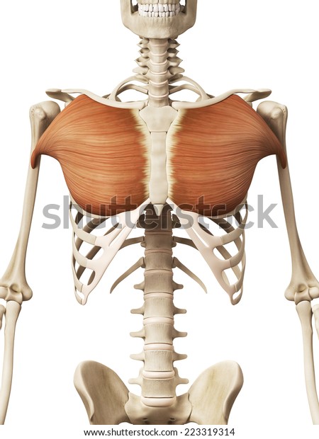 Muscle Anatomy Pectoralis Major Stock Illustration 223319314