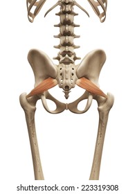 Muscle Anatomy - The Piriformis