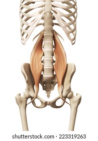 Muscle Anatomy - The Psoas Major