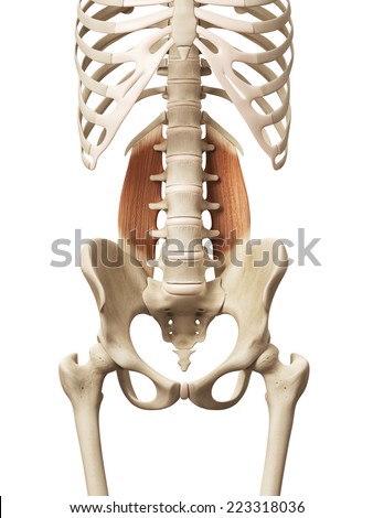 Muscle Anatomy Quadratus Lumborum Stock Illustration 223318036