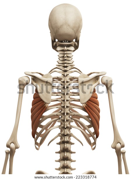 Muscle Anatomy Serratus Anterior Stock Illustration 223318774