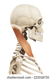 Muscle Anatomy - The Sternocleidomastoid