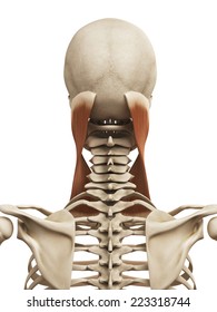 Sternocleidomastoid Muscle Images, Stock Photos & Vectors | Shutterstock