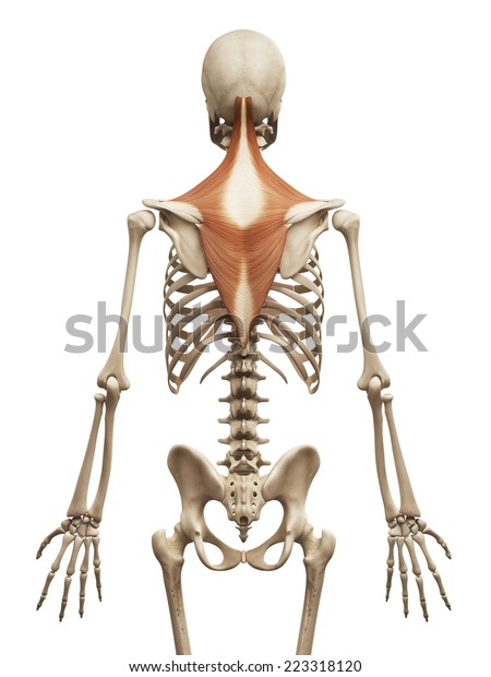 Muscle Anatomy Trapezius Stock Illustration 223318120