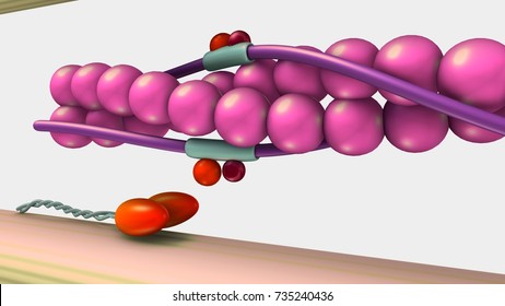 Muscle Contraction 3d Illustration