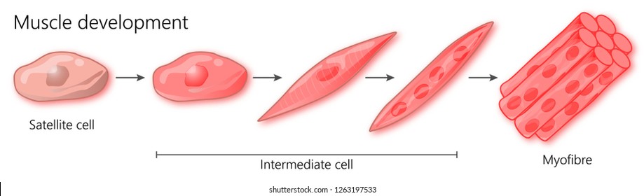 Muscle Development Pathway From Stem Cell To Myofibre