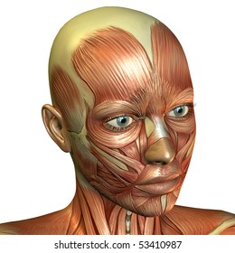 anatomy face muscle Images, Stock Photos & Vectors | Shutterstock