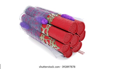 The Muscle Fiber, Muscle, Muscle Tissue On A White Background Isolate.