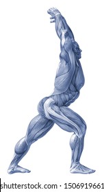 Muscle Man Anatomy White Background 3d Stock Illustration 1506919661 