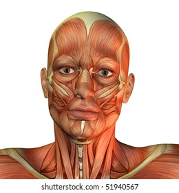 Muscle Neck Images Stock Photos Vectors Shutterstock