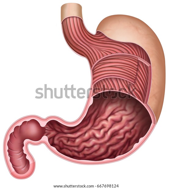 Muscle Section Stomach Wall Stock Illustration 667698124
