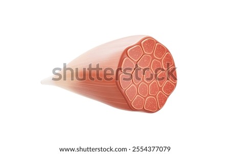 Muscle structure, medical concept visualization, 3d rendering. 3D illustration.