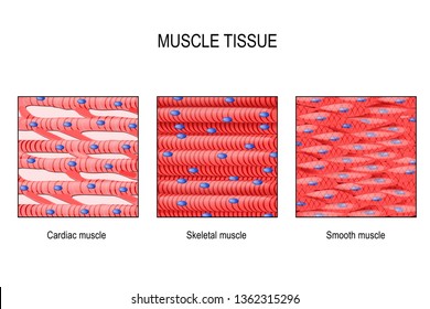 Cardiac Muscle Images Stock Photos Vectors Shutterstock