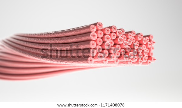 Muscle Type: Smooth muscle -\
Cross section through a muscle with visible muscle fibers - 3D\
Rendering