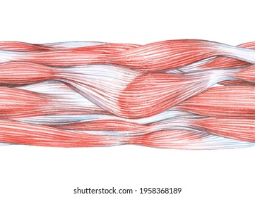 muscle texture