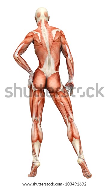 Muscle Woman Back View Stock Illustration 103491692