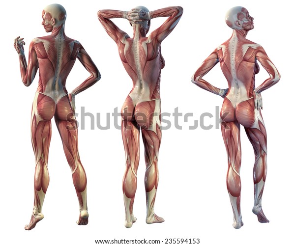 白い背景に筋肉の女性の背景 のイラスト素材