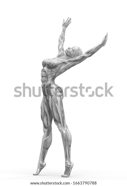 Muscle Woman Doing Gymnastic Pose Two Stock Illustration 1663790788 Shutterstock