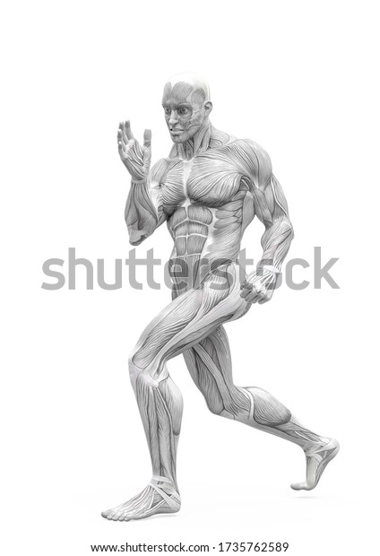 白い背景に1つの戦闘ポーズを取る筋肉解剖学的な英雄体 3dイラスト のイラスト素材