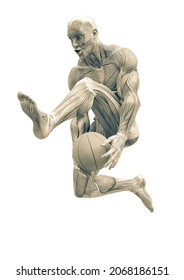 2,647 Jumping anatomy Images, Stock Photos & Vectors | Shutterstock