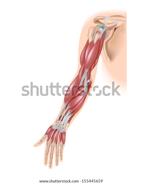 Muscles Arm Anterior Stock Illustration 155445659