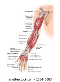 Muscles of the arm anterior labeled