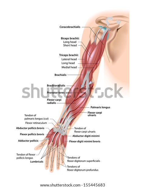 Muscles Arm Anterior Labeled Stock Illustration 155445683