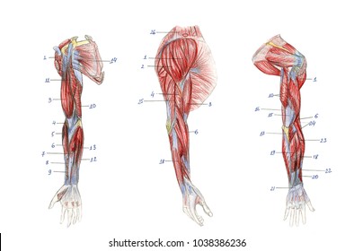 Arm Muscle Anatomy Images Stock Photos Vectors Shutterstock