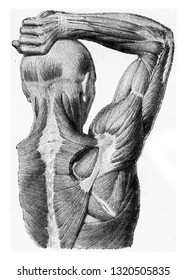 The muscles of the arm of the man hand being lifted, vintage engraved illustration. From the Universe and Humanity, 1910.