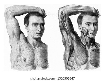 586 Large pectoral muscles Images, Stock Photos & Vectors | Shutterstock