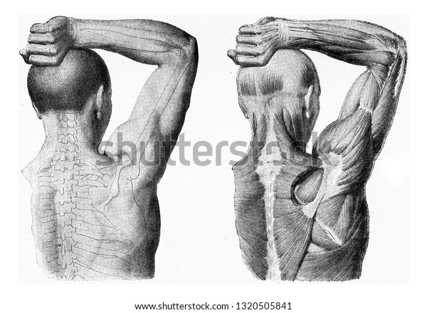 Muscles Arm Man Hand Being Lifted Stock Illustration 1320505841