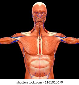 Muscles Arteries Veins Anterior View 3d Stock Illustration 1161015679 ...