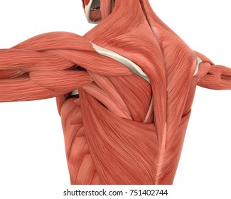 Muscles of the Back Anatomy. 3D rendering