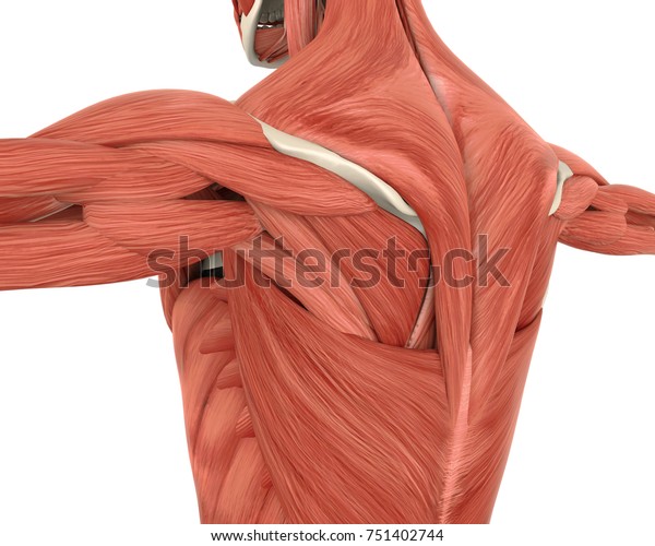 背中の解剖学の筋肉 3dレンダリング のイラスト素材