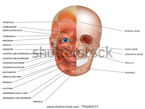 Muscles And Bones Of The Face Detailed Bright Anatomy Isolated On A White Background