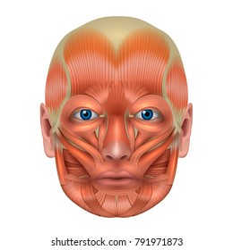 Muscles of the face detailed bright anatomy isolated on a white background