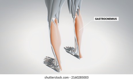 Muscles of the foot and calf muscles, flexor digitorum longus, soleus, gastrocnemius, detailed display of muscles, human muscular system, 3D  human anatomy, 3D render