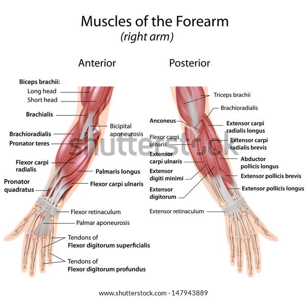 Muscles Forearm Anterior Posterior View Stock Illustration 147943889