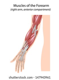 Muscles Of The Forearm, Unlabeled 