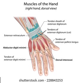 Muscles of hand, dorsal view, labeled.