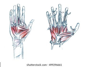 Muscles of hand, Hand drawn medical illustration drawing with imitation of lithography