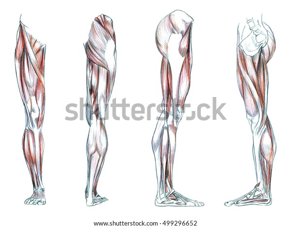 脚の筋肉 リソグラフィーを模した手描きの医療イラスト のイラスト素材