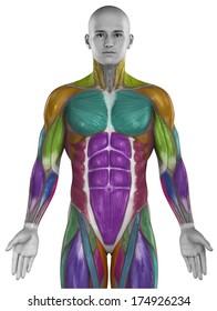 Muscles Map Anatomy Isolated Colorized Stock Illustration 174926234 ...