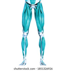 Muscles Part Human Muscular System Anatomy Stock Illustration ...